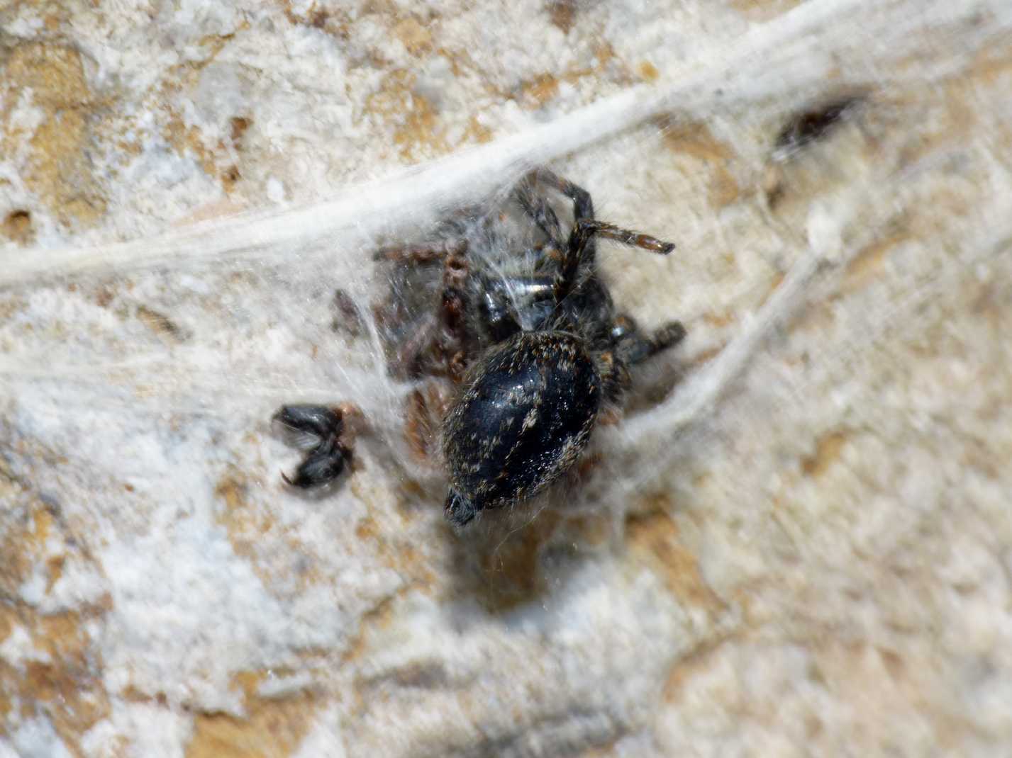 Poecilochroa sp.(?) (Gnaphosidae) con preda - Tolfa (RM)